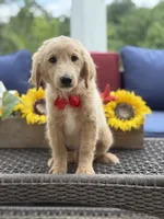 Anton , a male Miniature Goldendoodle for sale in Mayfield, KY – 10 of 10