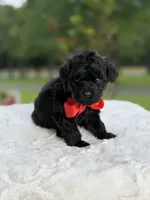 Carter , a male Miniature Goldendoodle for sale in Mayfield, KY – 9 of 10