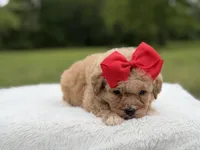 Nina , a female Miniature Bernedoodle for sale in Mayfield, KY – 9 of 9