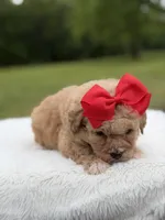 Nina , a female Miniature Bernedoodle for sale in Mayfield, KY – 6 of 9