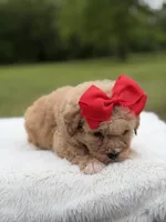 Nina , a female Miniature Bernedoodle for sale in Mayfield, KY – 4 of 9