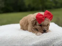 Nina , a female Miniature Bernedoodle for sale in Mayfield, KY – 8 of 9