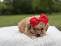 Nina , a female Miniature Bernedoodle for sale in Mayfield, KY – 3 of 9