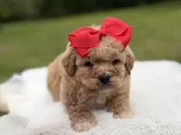 Nina , a female Miniature Bernedoodle for sale in Mayfield, KY – 2 of 9