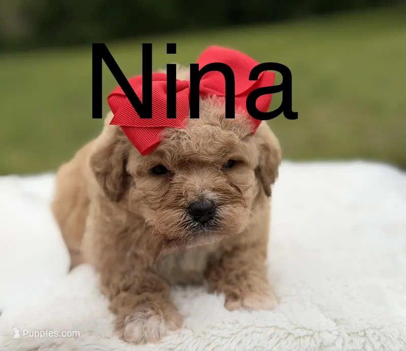 Nina  – Miniature Bernedoodle puppy for sale in Mayfield, KY