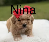 Nina , a female Miniature Bernedoodle for sale in Mayfield, KY – 1 of 9