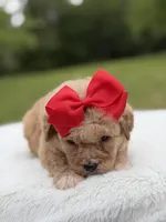 Nina , a female Miniature Bernedoodle for sale in Mayfield, KY – 5 of 9