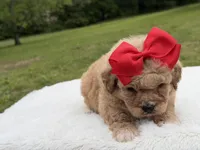 Nina , a female Miniature Bernedoodle for sale in Mayfield, KY – 7 of 9