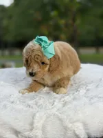 Cassie, a female Miniature Goldendoodle for sale in Mayfield, KY – 5 of 10