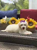 Aubrey, a female Miniature Goldendoodle for sale in Mayfield, KY – 9 of 10