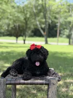 June , a female Miniature Bernedoodle for sale in Mayfield, KY – 3 of 10