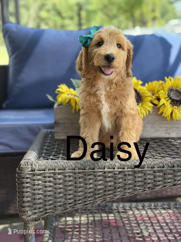 Daisy  – Goldendoodle puppy for sale in Mayfield, KY