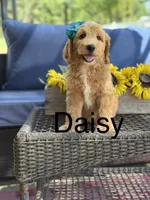 Daisy , a female Goldendoodle for sale in Mayfield, KY – 1 of 10