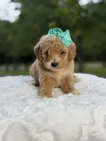 Cassie, a female Miniature Goldendoodle for sale in Mayfield, KY – 4 of 10