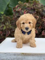 Legend, a male Miniature Goldendoodle for sale in Mayfield, KY – 2 of 10