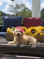 Bailey , a female Miniature Goldendoodle for sale in Mayfield, KY – 6 of 10
