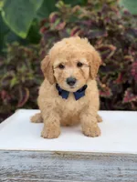 Legend, a male Miniature Goldendoodle for sale in Mayfield, KY – 8 of 10