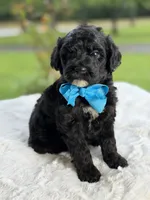 Carson , a male Miniature Goldendoodle for sale in Mayfield, KY – 8 of 9