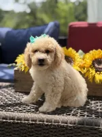 Airel, a female Miniature Goldendoodle for sale in Mayfield, KY – 2 of 10