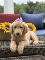 Amelia , a female Miniature Goldendoodle for sale in Mayfield, KY – 9 of 10