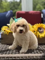Airel, a female Miniature Goldendoodle for sale in Mayfield, KY – 3 of 10