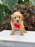 Lance, a male Miniature Goldendoodle for sale in Mayfield, KY – 3 of 10