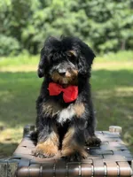 Teddy , a male Miniature Goldendoodle for sale in Mayfield, KY – 1 of 10