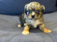 Tally , a female Aussalier for sale in Mayfield, KY – 6 of 10