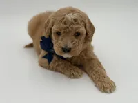 Arlo, a male Miniature Goldendoodle for sale in Mayfield, KY – Photo 3 of 10