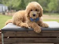 Arlo, a male Miniature Goldendoodle for sale in Mayfield, KY – Photo 10 of 10
