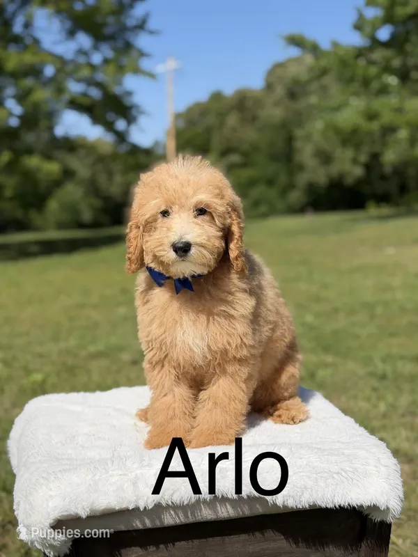 Arlo – Miniature Goldendoodle puppy for sale in Mayfield, KY