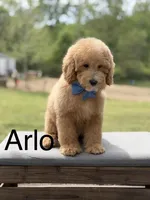 Arlo, a male Miniature Goldendoodle for sale in Mayfield, KY – Photo 1 of 10