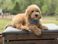 Arlo, a male Miniature Goldendoodle for sale in Mayfield, KY – Photo 8 of 10