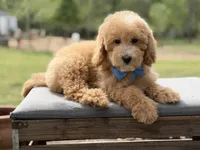 Arlo, a male Miniature Goldendoodle for sale in Mayfield, KY – Photo 4 of 10