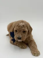 Arlo, a male Miniature Goldendoodle for sale in Mayfield, KY – Photo 9 of 10