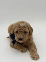 Arlo, a male Miniature Goldendoodle for sale in Mayfield, KY – Photo 6 of 10