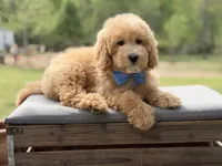 Arlo, a male Miniature Goldendoodle for sale in Mayfield, KY – Photo 9 of 10