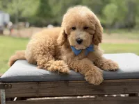 Arlo, a male Miniature Goldendoodle for sale in Mayfield, KY – Photo 5 of 10