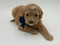 Arlo, a male Miniature Goldendoodle for sale in Mayfield, KY – Photo 8 of 10