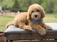 Arlo, a male Miniature Goldendoodle for sale in Mayfield, KY – Photo 7 of 10
