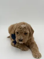 Arlo, a male Miniature Goldendoodle for sale in Mayfield, KY – Photo 10 of 10