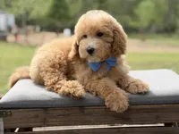 Arlo, a male Miniature Goldendoodle for sale in Mayfield, KY – Photo 2 of 10