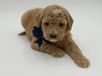 Arlo, a male Miniature Goldendoodle for sale in Mayfield, KY – Photo 2 of 10