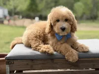 Arlo, a male Miniature Goldendoodle for sale in Mayfield, KY – Photo 3 of 10