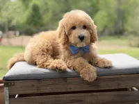 Arlo, a male Miniature Goldendoodle for sale in Mayfield, KY – Photo 6 of 10