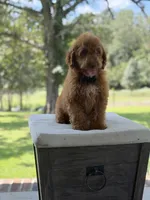 Buzz, a male Miniature Goldendoodle for sale in Mayfield, KY – 9 of 10