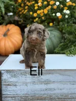 Eli, a male Miniature Aussiedoodle for sale in Mayfield, KY – 1 of 10