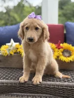 Amelia , a female Miniature Goldendoodle for sale in Mayfield, KY – 4 of 10
