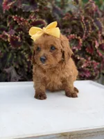 Lucy, a female Miniature Goldendoodle for sale in Mayfield, KY – 8 of 10