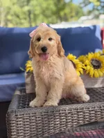 Diva, a female Goldendoodle for sale in Mayfield, KY – 4 of 10